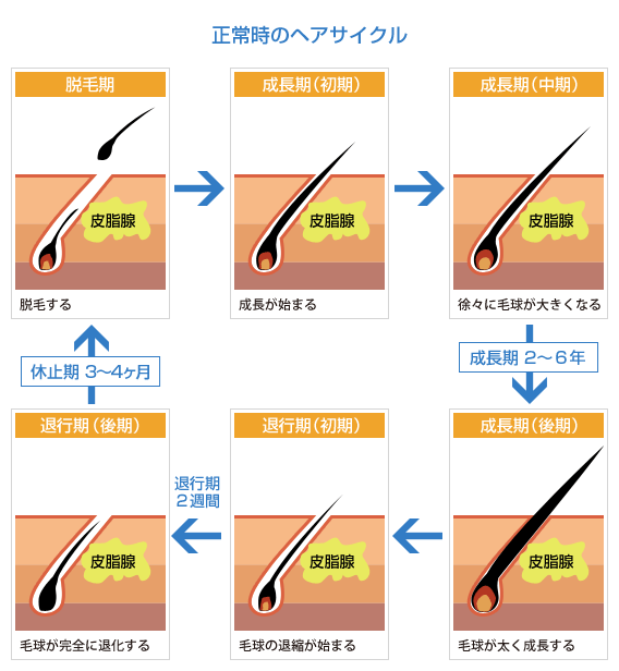 正常時のヘアサイクル