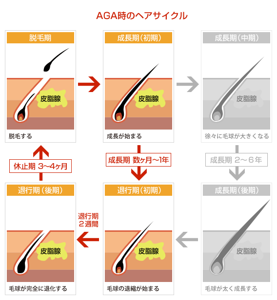 ヘアサイクルの短期化