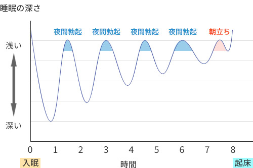 睡眠と夜間勃起・朝立ちの関係
